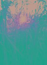 Wiesengräser mit Abendsonne